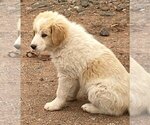 Small Photo #9 Great Pyrenees Puppy For Sale in AGRA, OK, USA
