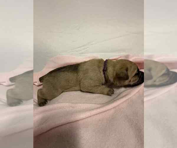 Medium Photo #7 Cane Corso Puppy For Sale in CAMBY, IN, USA
