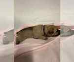 Small Photo #7 Cane Corso Puppy For Sale in CAMBY, IN, USA