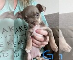 Puppy Puppy 4 Chihuahua