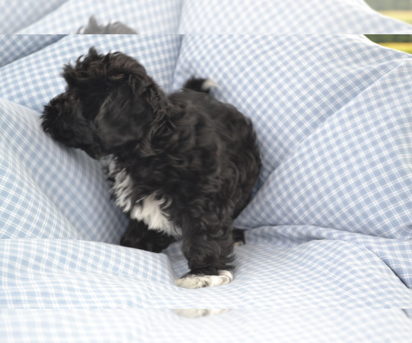 Medium Photo #3 Shih-Poo Puppy For Sale in GREENWOOD, WI, USA