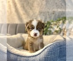 Small Photo #21 Australian Shepherd Puppy For Sale in LUMBERTON, TX, USA