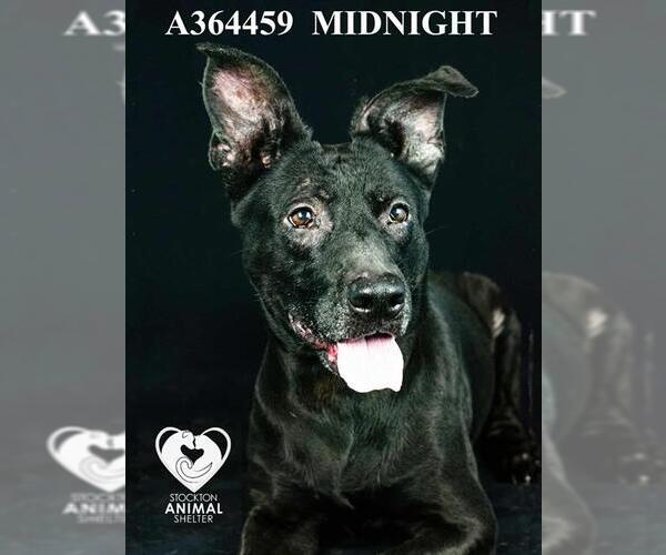 Medium Photo #3 Australian Kelpie Puppy For Sale in Stockton, CA, USA