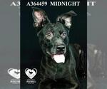 Small #2 Australian Kelpie