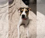 Small #7 Beagle Mix