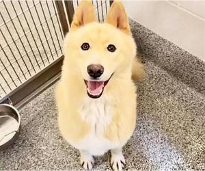 Chow Chow-Unknown Mix Dogs for adoption in Houston, TX, USA