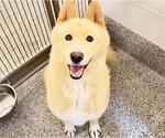 AURELIA - Female Chow Chow-Unknown Mix Dog for Adoption - Small photo
