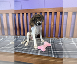 Small #1 Mutt