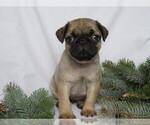 Small Photo #3 Pug Puppy For Sale in SHILOH, OH, USA