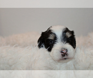 Poovanese Puppy for sale in GRANTS PASS, OR, USA