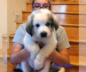 Great Pyrenees Puppy for sale in POTOSI, WI, USA