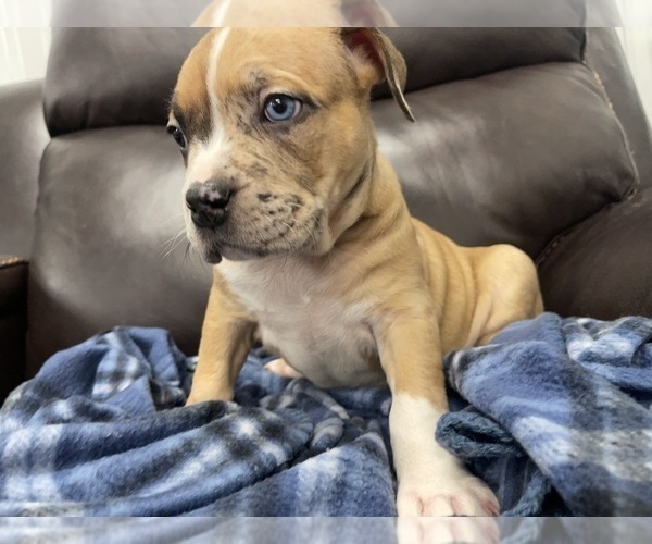 Medium Photo #70 American Bully Puppy For Sale in REESEVILLE, WI, USA