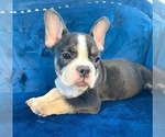 Small Photo #106 French Bulldog Puppy For Sale in CHARLOTTE, NC, USA