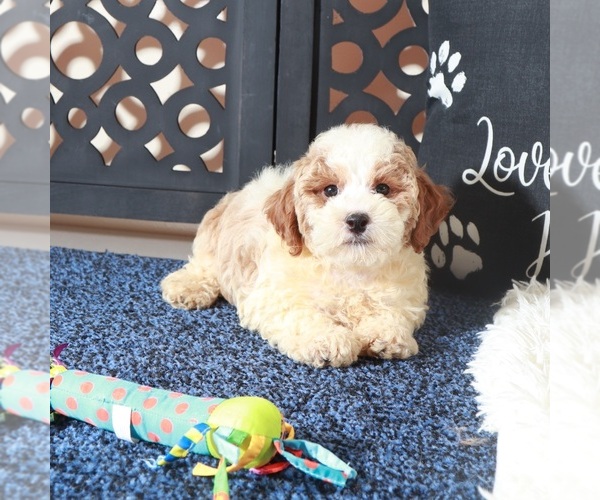 Medium Photo #4 Poochon Puppy For Sale in MOUNT VERNON, OH, USA