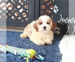 Small #3 Poochon
