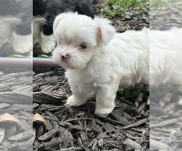 Medium Photo #2 Yorkshire Terrier Puppy For Sale in CONVERSE, TX, USA