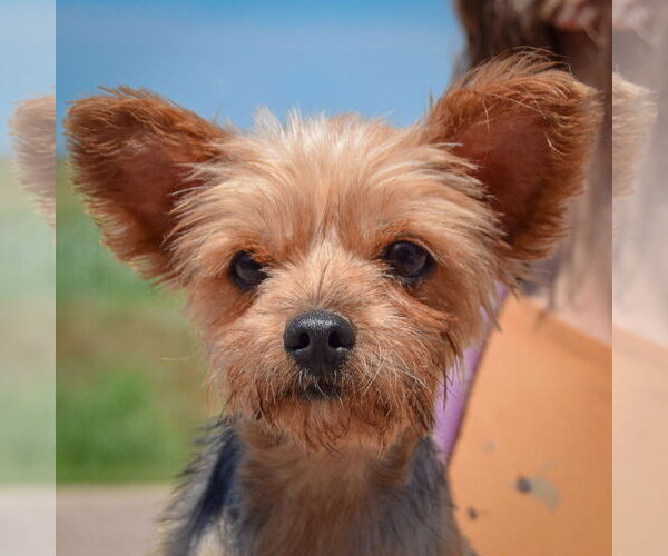 Medium Photo #5 Mutt Puppy For Sale in Huntley, IL, USA