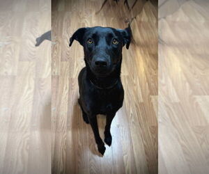 Labrador Retriever-Unknown Mix Dogs for adoption in Pleasanton, TX, USA