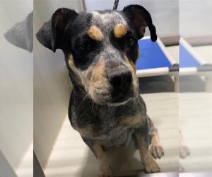 Bulldog-Texas Heeler Mix Dogs for adoption in Bakersfield, CA, USA