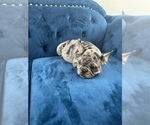 Small Photo #36 French Bulldog Puppy For Sale in NASHVILLE, TN, USA