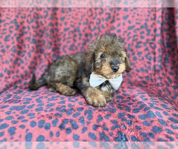 Medium Photo #4 Aussiedoodle Miniature  Puppy For Sale in LAKELAND, FL, USA