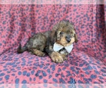 Small #3 Aussiedoodle Miniature 