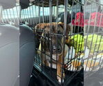 Small #6 Doberman Pinscher Mix