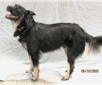 Small #5 Schipperke Mix