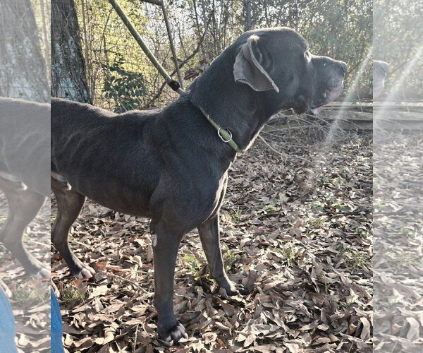 Medium Photo #5 Great Dane-Labrador Retriever Mix Puppy For Sale in Jackson, MS, USA