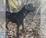 Small Photo #5 Great Dane-Labrador Retriever Mix Puppy For Sale in Jackson, MS, USA