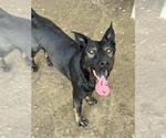 Small #2 Labrador Retriever Mix