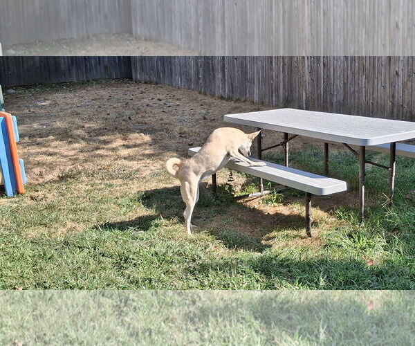 Medium Photo #9 Saluki-Whippet Mix Puppy For Sale in Sebec, ME, USA