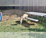 Small #8 Saluki-Whippet Mix