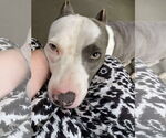 Small #5 American Pit Bull Terrier Mix