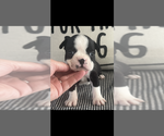 Image preview for Ad Listing. Nickname: AKC Yellow
