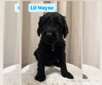 Puppy Lil Wayne Goldendoodle