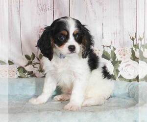 Cavachon Puppy for sale in PENNS CREEK, PA, USA