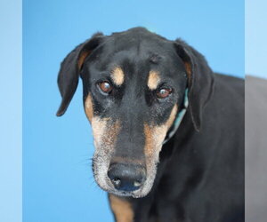 Doberman Pinscher Dogs for adoption in Pasadena, CA, USA