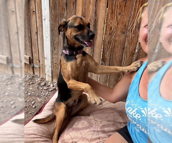 Medium Photo #8 Beagle-Unknown Mix Puppy For Sale in Williamsburg, NM, USA