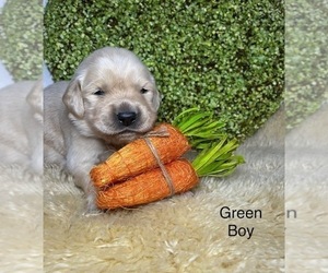Golden Retriever Puppy for Sale in FORT WORTH, Texas USA