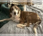 Small #1 Labrador Retriever Mix