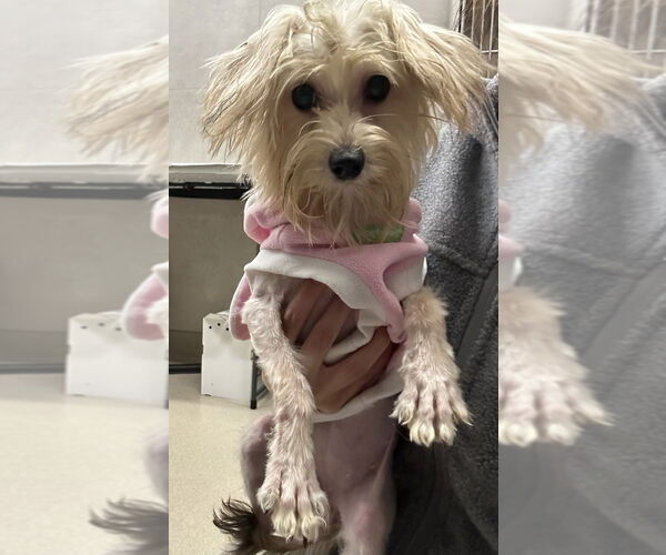 Medium Photo #3 Maltese-Unknown Mix Puppy For Sale in San Leon, TX, USA