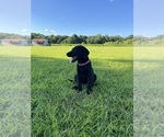 Small #2 Labrador Retriever