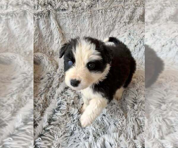 Medium Photo #2 Border Collie-Unknown Mix Puppy For Sale in New York, NY, USA