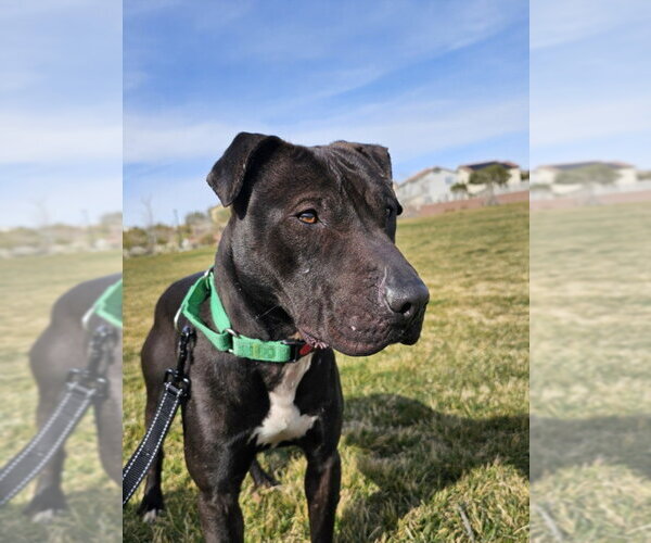 Medium Photo #1 Mutt Puppy For Sale in Las Vegas, NV, USA