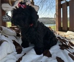 Small Photo #7 Maltipoo Puppy For Sale in LANCASTER, MO, USA