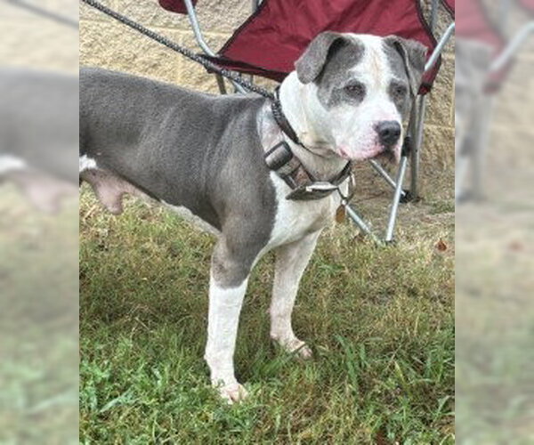 Medium Photo #4 American Staffordshire Terrier Puppy For Sale in Glen Allen, VA, USA