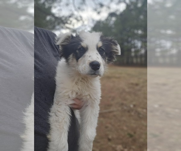 Medium Photo #2 Australian Shepherd-Unknown Mix Puppy For Sale in Royal Palm Beach, FL, USA