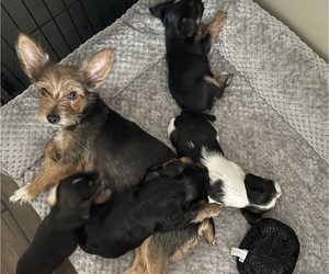 Mother of the Yorkshire Terrier puppies born on 09/01/2023