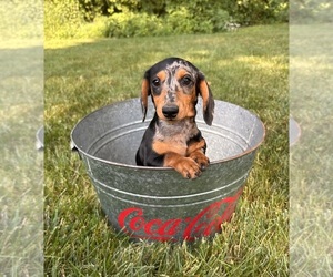 Dachshund Puppy for sale in MIDDLEBURY, IN, USA